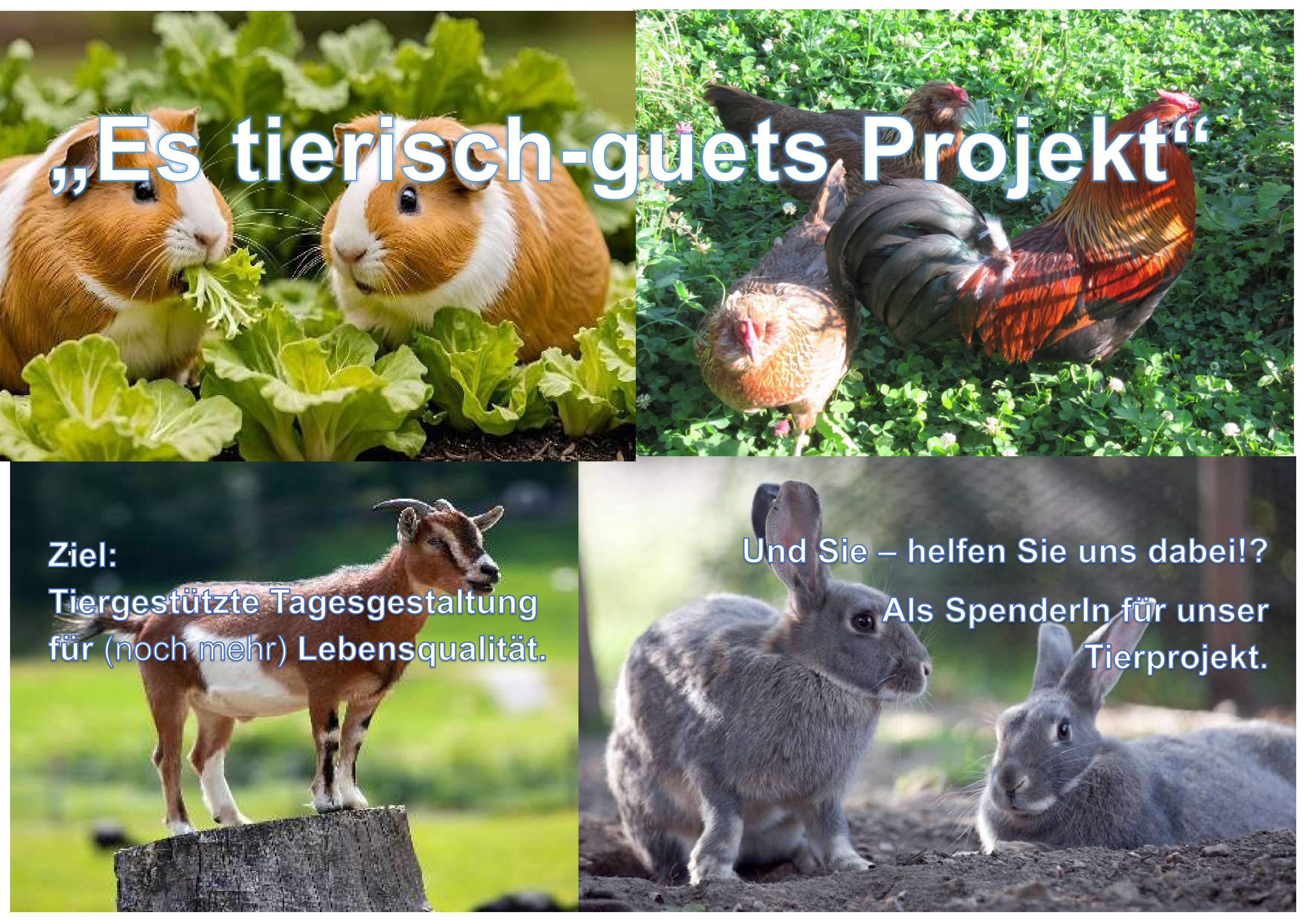 Tiere im Wohnheim